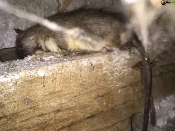 Dead Rat Removal Diamond Valley